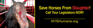 Save horses from slaughter.