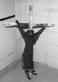 Crucified and burned cat