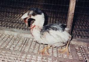 duck
