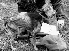 Another starving dog being photographed.