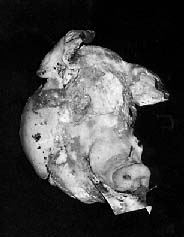 Mutilated head of pig that was sacrificed