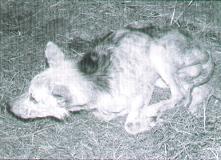 Starving dog unable to stand.