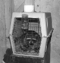 Raccoon kept illegally and in poor housing