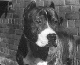 Pit bull dog with ears cut back