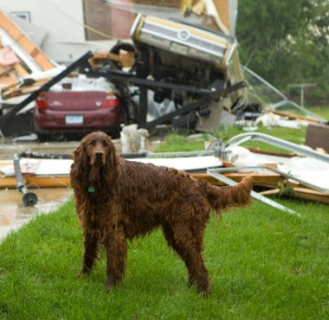 Make sure your family dogs and cats have ID, so they can be more readily reunited with you after sudden disasters, such tornadoes.