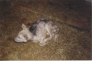 Covered with mange, this emaciated dog was one of hundreds in similar condition found when police and an SPCA, assisted by NYSHA, investigated a hoarder in Ellenville, NY. This dog was found in the so-called "hospital" barn. Photo Sondra Woodvine, NYSHA