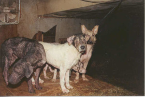 Mange-covered dogs watch lethargically as police and humane officials arrive to relieve them from their suffering at the hands of a hoarder. Photo Sondra Woodvine, NYSHA