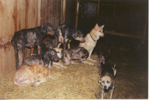 Police, NYSHA, and local SPCA found these dogs huddled together at Animals Farm Home in Ellenville, NY. Their physical condition was very dependent on the length of time at the facility, growing increasingly worse as time passed. The hoarder, called this his hospital barn, a prelude to today´s popular term used by many hoarders-- hospice and nursing care. A typical and predicted answer to such conditions by a hoarder making him/herself look like a savior is "You should have seen them when they came here." Photo Sondra Woodvine, NYSHA