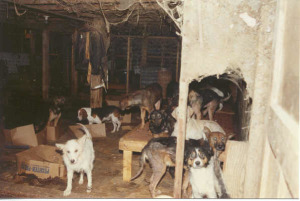 NYSHA assisted an SPCA in rescuing these dogs who were found living in squalor at a hoarder´s not-for-profit facility. Photo Sondra Woodvine, NYSHA