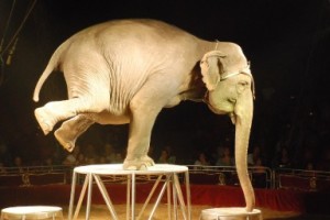 Circus elephants endure much abuse learning "entertaining" tricks.