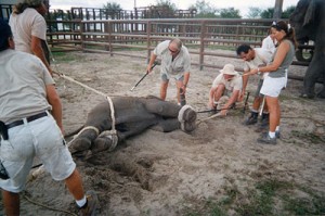 Click here to link to PETA article about elephants in circuses that contain graphic photos including above photo. 
