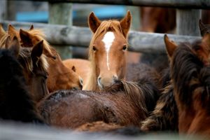 Horses to be slaughtered