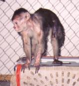 Jimmy, a Cinnamon Capuchin monkey, arrival at 