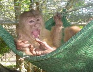 Jimmy spent 10 years confined to a cage in Latham, NY pet store before being relocated to sanctuary in Gainsville, FL.Jimmy resting in his hammock at sanctuary.