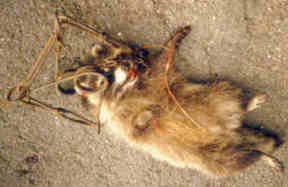 Raccoon - caught and suffered inhumane death in leghold trap.