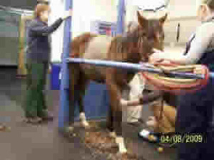 Emaciated yearling examined at Cornell University Ithaca, NY.