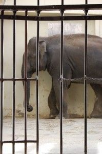 Bored elephant in zoo