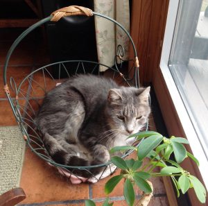 Cat curled in basket enjoying sunshine.