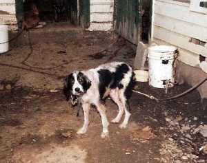 Neglected dog tied in disgusting environment.