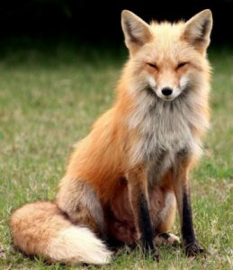 fox-min