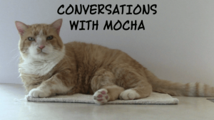 Photo of Mocha, sweet orange cat