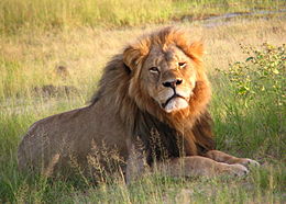 Cecil the lion was killed July 1, 2015