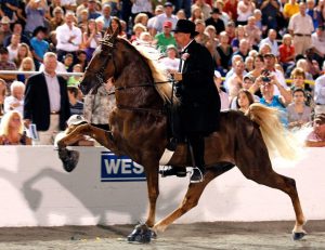 Inhumane soring process used to train horse to "high step."