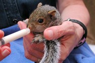 Rescued baby squirrel.