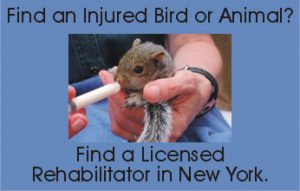 Find a Licensed Rehabilitator in New York.