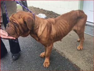 One of the 22 French Mastiffs that were rescued