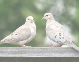 mourning doves