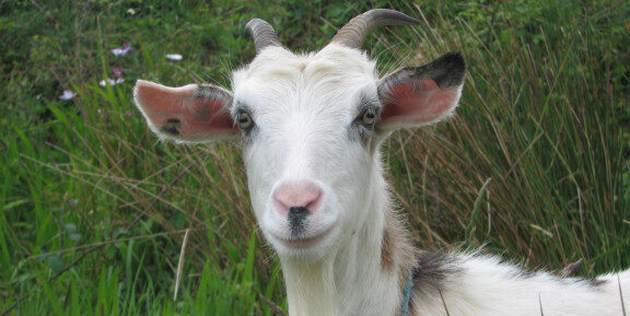 handsome goat starring at camera