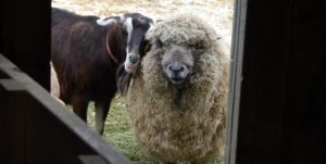 sheep and goat looking into shed