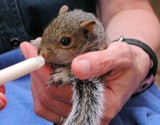 feeding orphan baby squirrel