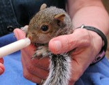 Rescued baby squirrel.