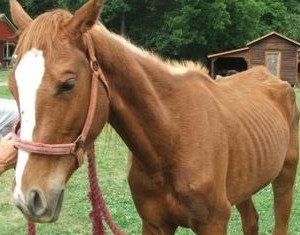 rescued horse