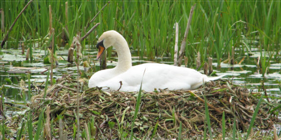 swan sitting on nest