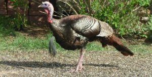 wild turkey