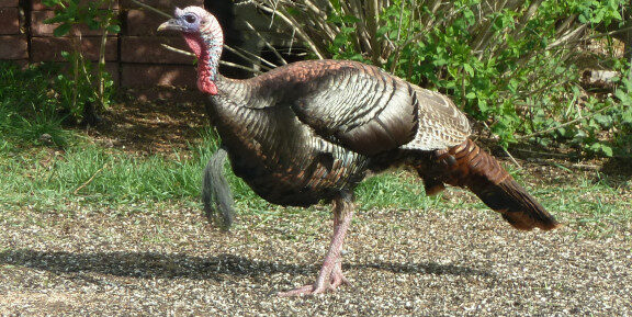 wild turkey