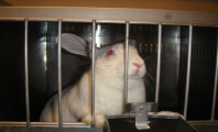 Rabbit in Laboratory