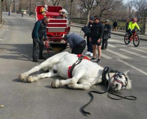 Collapsed Carriage Horse