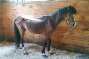 After being groomed by rescuers on day of seizure, Shamus relaxes in safe surroundings.