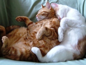 Two cats sleeping with their claws intact.