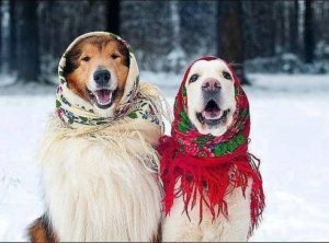 Two puppies who are ready for the winter season!