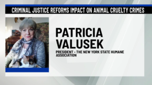 Patricia Valusek speaking on News 10 against the NY bail reform bill.