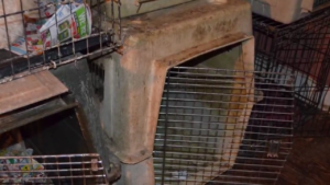 Filthy cages that held animals.