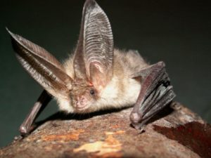 Northern long-eared bat. Bats are an important part of our ecosystem.