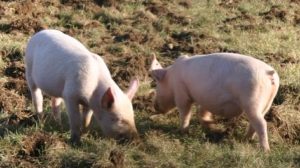 Charlotte and Gus, found abandoned at 2 1/2 mths old, enjoy new digs at Safe Haven Farm Sanctuary, Poughquag, NY