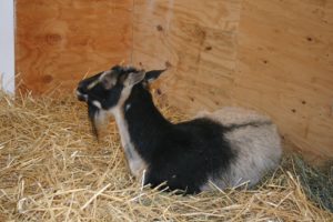 Violet - resident of Safe Haven Farm Sanctuary, Poughquag, NY