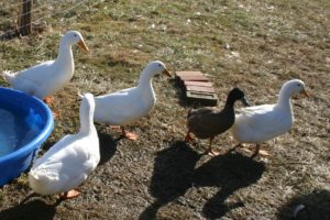 Ducks who are unwanted by-products of a school egg hatching project